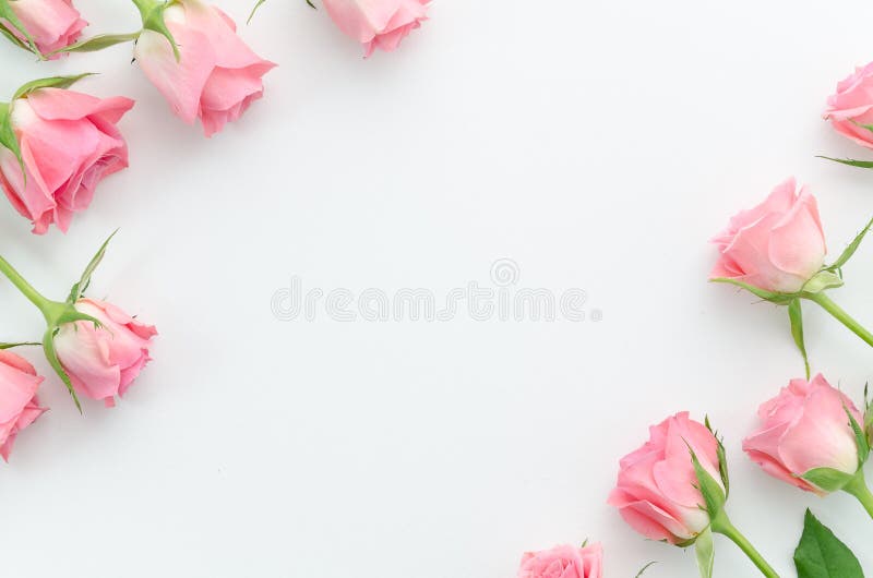 花卉样式，框架由美丽的桃红色玫瑰做成在白色背景 平的位置，顶视图 背景s华伦泰 免版税库存照片